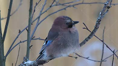 Eurasian jay (Garrulus glandarius) is sitting on a branch close-up (1920*1080All-1,no inter-frame compression)
