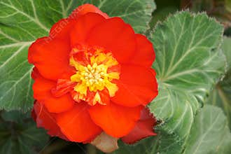 Begonia flower