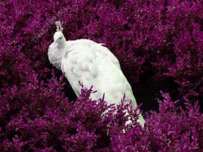 White peacock