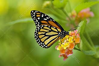 Monarch Butterfly