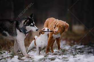 Dogs walk in the park in winter