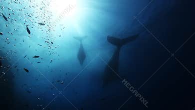 Humpback whales mother and calf in blue sea water