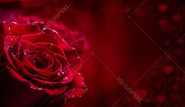 Rose. Red roses. Bouquet of red roses. Several roses on Granite background. Valentines Day, wedding day background.