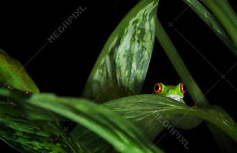 Red Eyed Tree Frog in plants