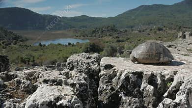A tortoise looking from the top of amphitheatre