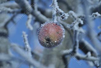 Beautifull and frozed apple