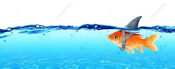Small Fish With Ambitions Of A Big Shark