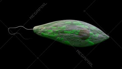 Microorganism euglena, protozoa