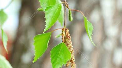 Birch catkin
