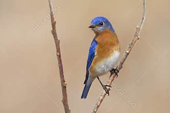 Male Eastern Bluebird in the Springtime Air