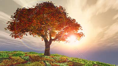 Autumn cherry tree on hill against the sun