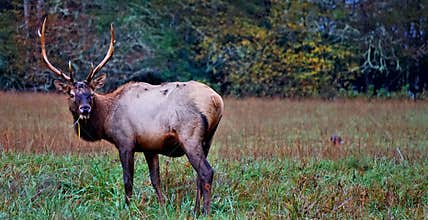 Elk looking in field