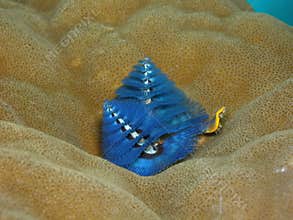 Christmas Tree Worm