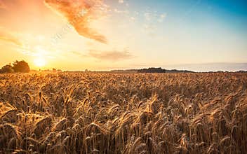 Magic sunrise with wheat field