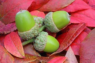 Acorns on Woodland Floor