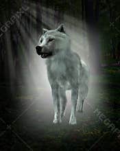 White Wolf, Forest Illustration
