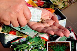 Shaking coriander seeds into hand for sowing.