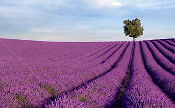 Rich lavender field with a lone tree