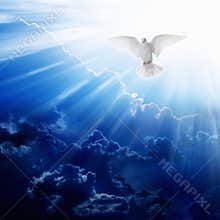 Holy spirit bird