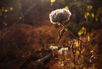 Autumn woods