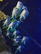 School of silvery fish underwater