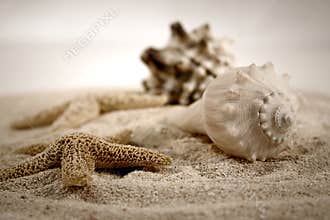 Seashells in the sand