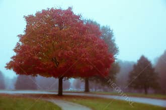 Fall foliage