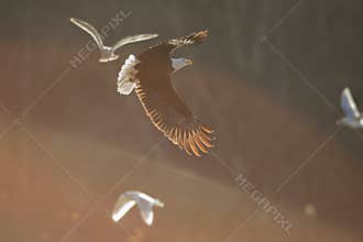 Bald Eagle in Soft light
