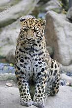 Amur leopard in captivity, Mulhouse Zoo, Alsace, France.