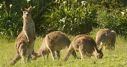 Kangaroo Wallaby Marsupial Animal Eating Australia