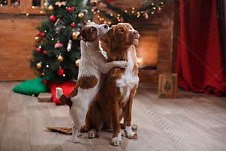 Dog Jack Russell Terrier and Dog Nova Scotia Duck Tolling Retriever holiday, Christmas