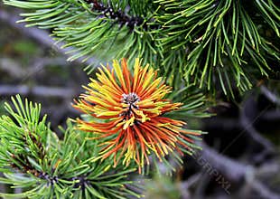 Conifer branch with beautiful colors