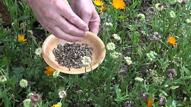 Gardener herbalist in autumn pick calendula marigold seeds