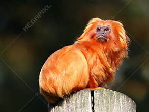 Golden Lion Tamarin