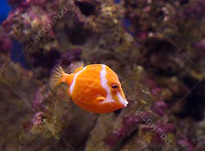 Aquarium fish Flame Boxfish