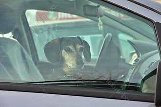 Dachshund dog in car waiting