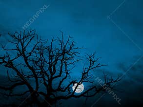 Rising moon