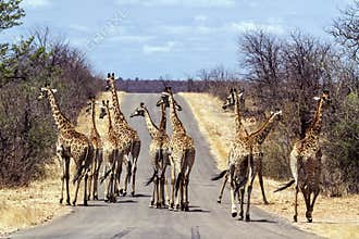 Big group of Giraffes in Kruger National park, South Africa