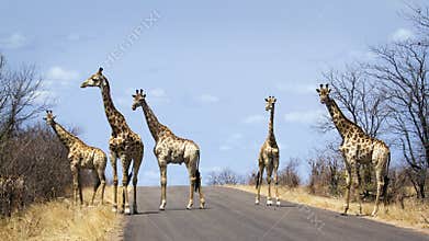 group of Giraffes in Kruger National park, in the road, South Africa
