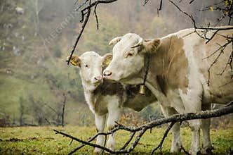 A mother's affection