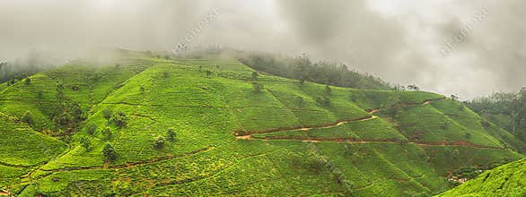 Tea plantations. Sri Lanka. Panorama