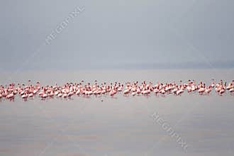 The flamingos on the Lake Eyasi (Tanzania)