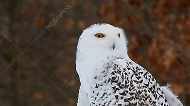 Snowy Owl Video - close up