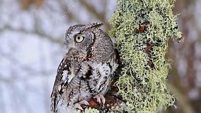 Eastern Screech Owl Video - close up