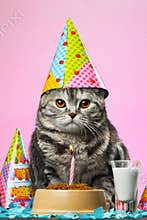 Birthday cats