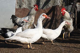 Ducks and roosters, poultry