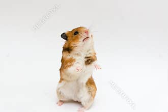 Syrian hamster