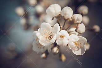 Retro styled photo of twig of Spring tree blossom.