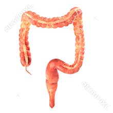 Human intestine on white background