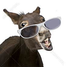 Donkey (4 years) wearing glasses